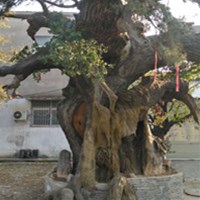 古树修缮的“真实”性指什么呢？